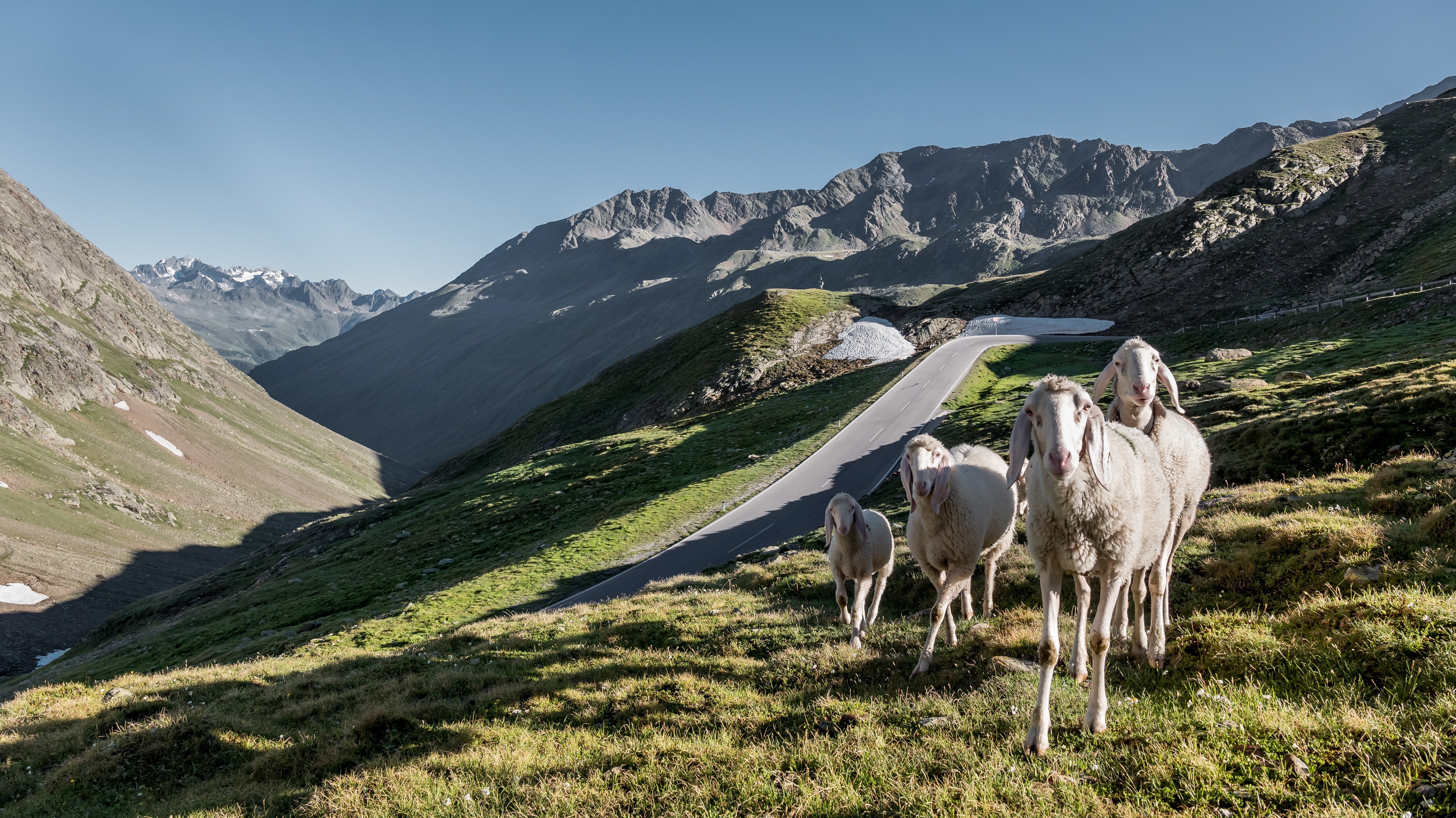 Alpine Idylle mit Schafen Berglandschaft mit grasenden Schafen und einer ländlichen Straße im Ötztalgebiet