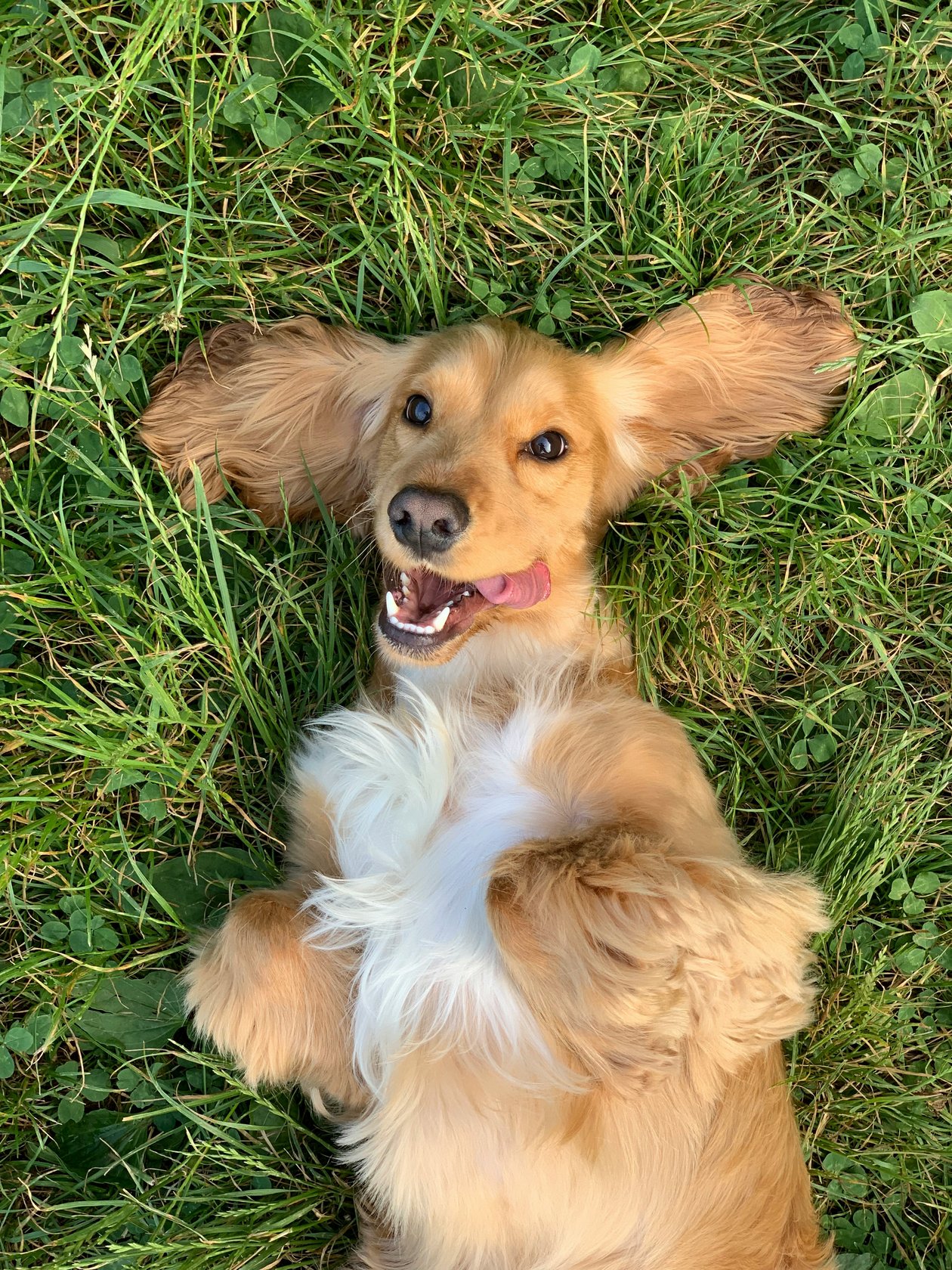 Cocker Spaniel liegt auf dem Rücken im Gras und spielt, fröhlich und entspannt wirkend.