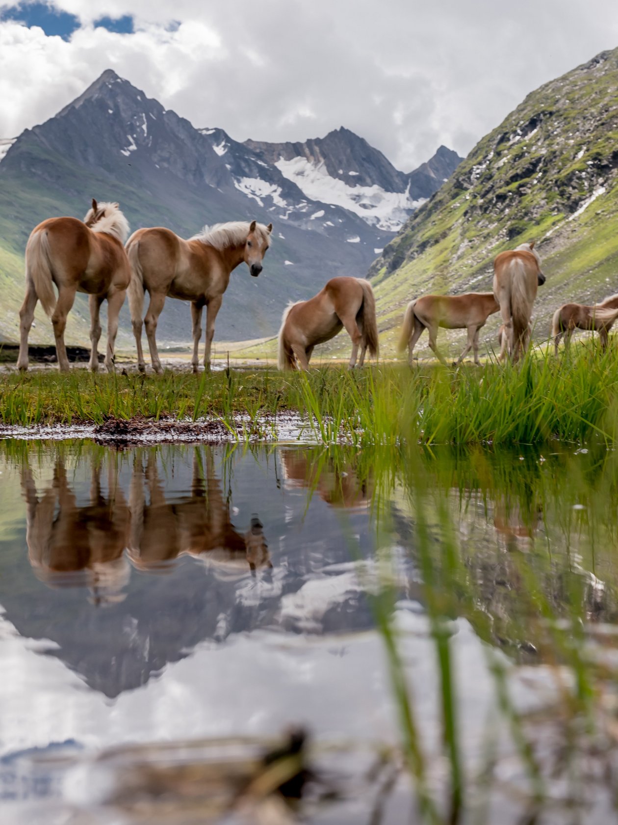 Pferde in malerischer Berglandschaft Gruppe von Pferden weidet am Wasser mit Bergen im Hintergrund und üppigem Grün um sie herum.