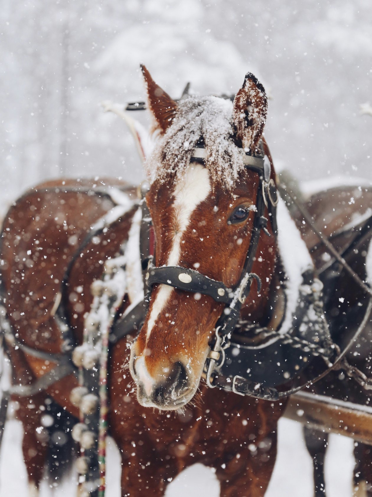 Majestic horse in winter landscape Close-up of a brown horse with snow on its mane against a snowy backdrop, winter scenery.