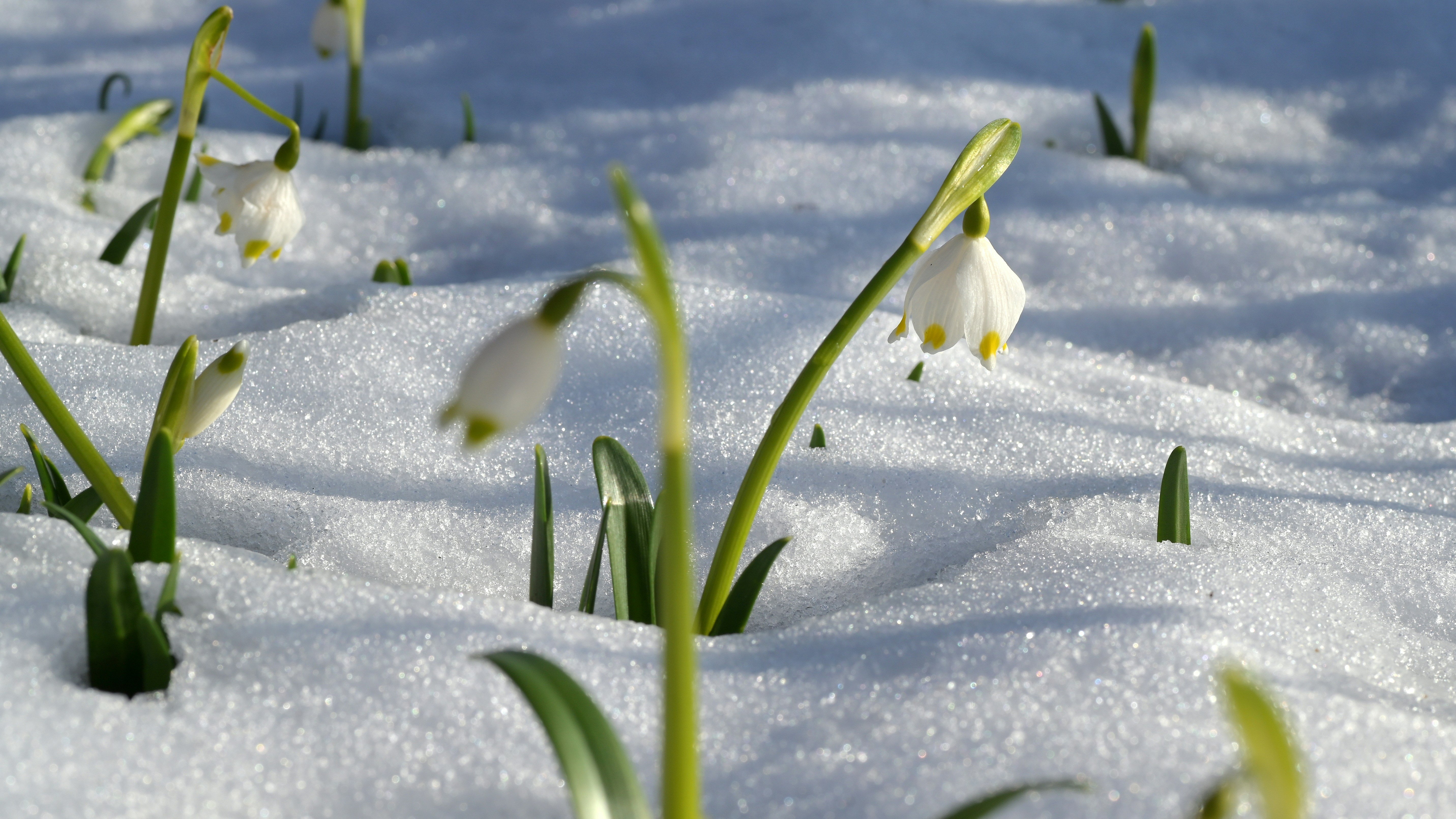 Schneeglöckchen im Winterzauber Schneeglöckchen wachsen aus einer Schneedecke in einer winterlichen Landschaft, umgeben von Natur.