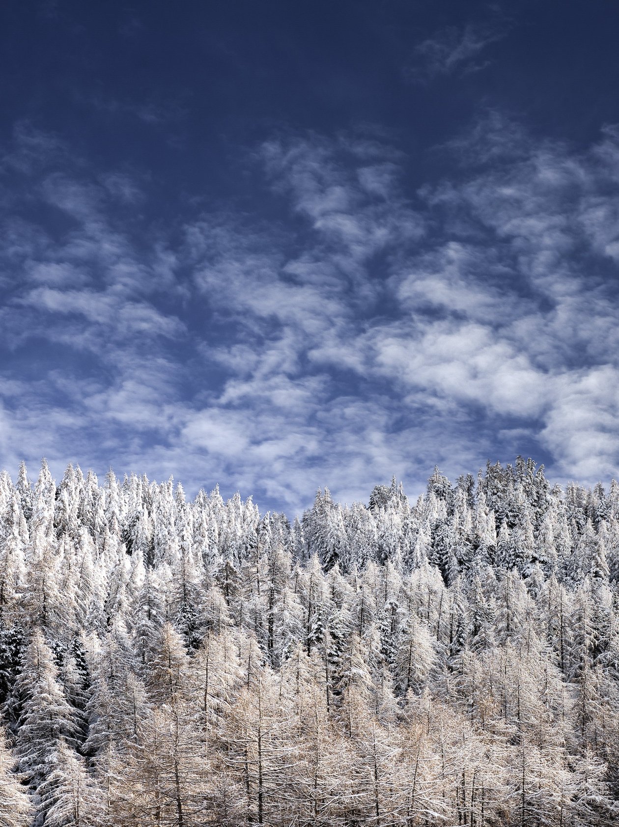 Snow-covered forest landscape featuring evergreen and deciduous trees under a blue sky with clouds.