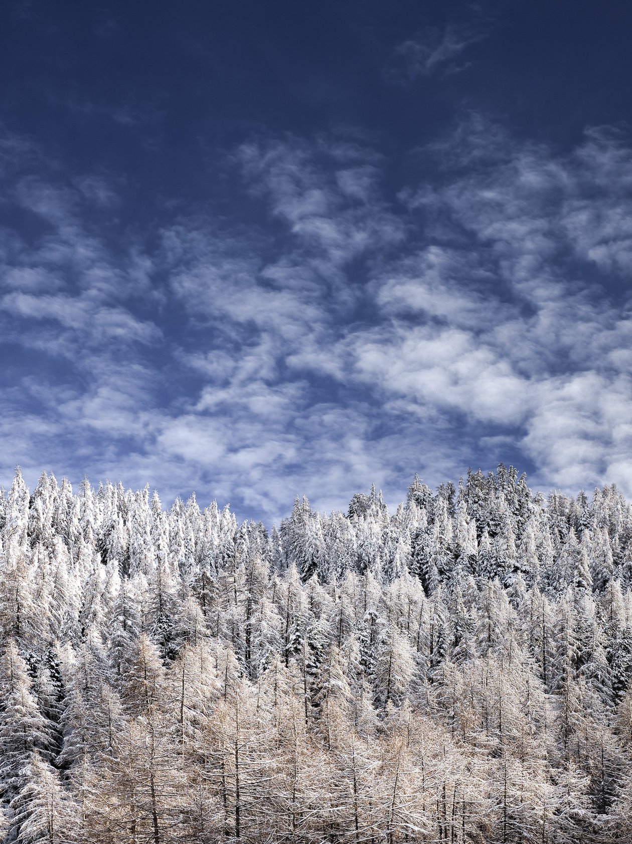 Schneebedeckter Wald mit verschiedenen Bäumen unter einem bewölkten Himmel in der Natur.