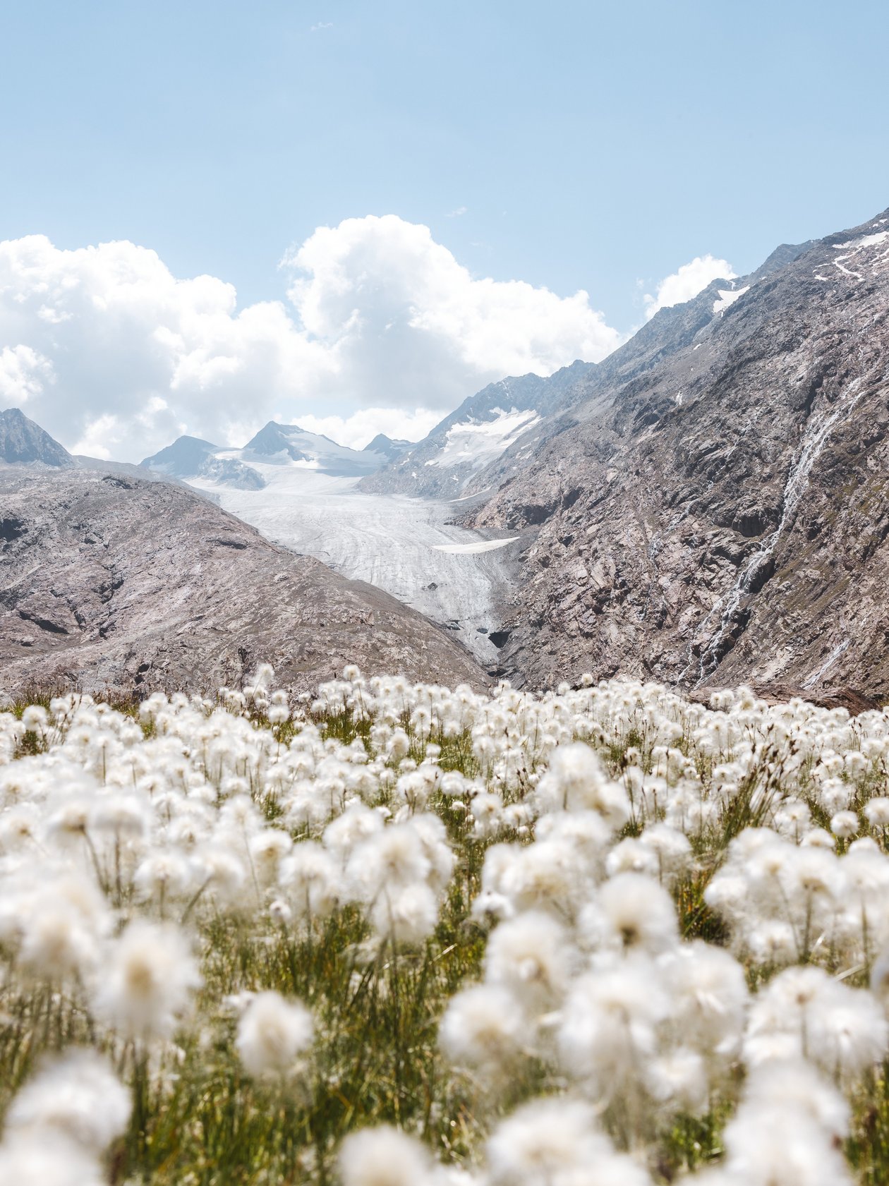 Blühende Wildblumen im Gebirge Blühende Wildblumen im Vordergrund mit einem Gletscher im Hintergrund und teilweise bewölktem Himmel
