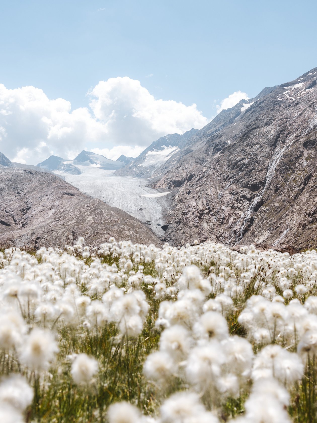 Mountain landscape featuring a glacier in the background with wildflowers in the foreground