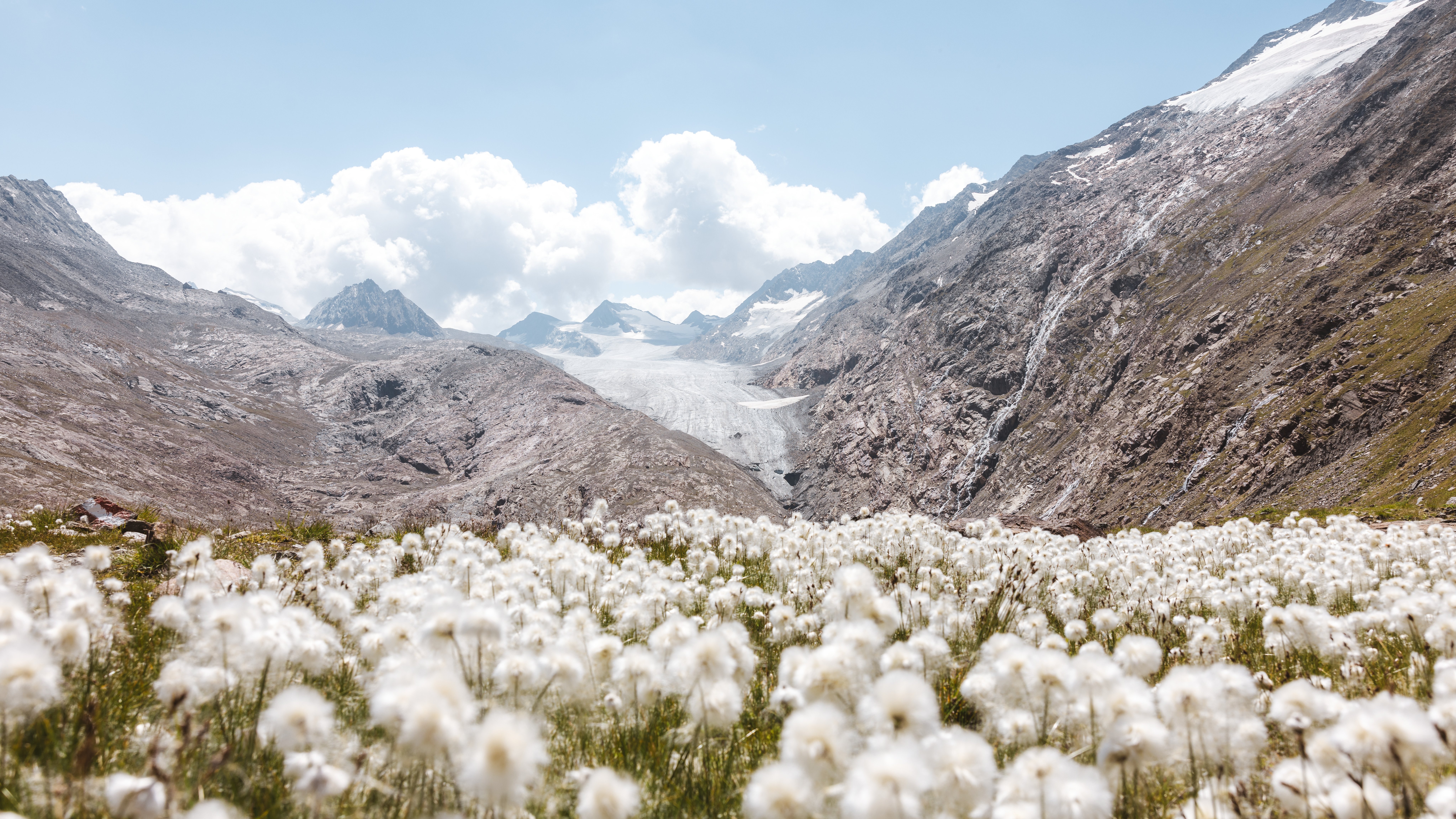 Blühende Wildblumen im Vordergrund mit einem Gletscher im Hintergrund und teilweise bewölktem Himmel